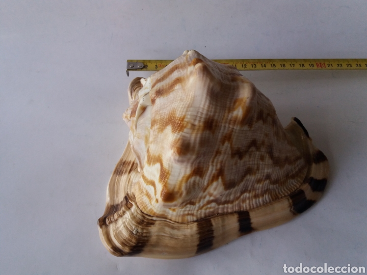 Coleccionismo de moluscos: Gran caracola de mar Cassis Cornuta - Foto 5