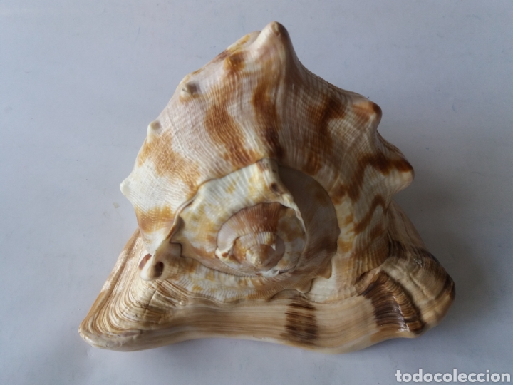 Coleccionismo de moluscos: Gran caracola de mar Cassis Cornuta - Foto 1