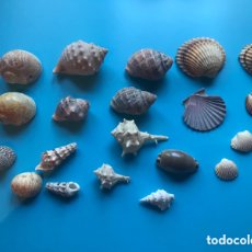 Coleccionismo de moluscos: LOTE 20 CARACOLAS Y CONCHAS DE MAR. Lote 362266655