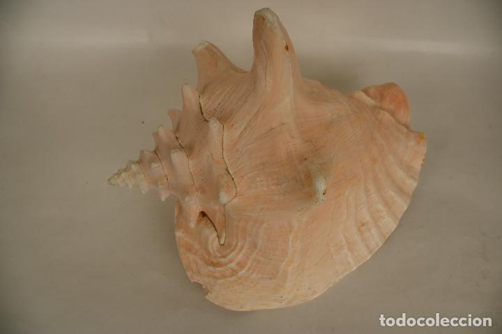 Coleccionismo de moluscos: caracola marina - Foto 2