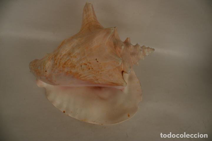 Coleccionismo de moluscos: caracola marina - Foto 3