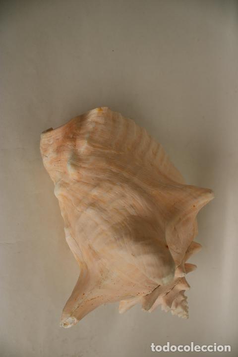 Coleccionismo de moluscos: caracola marina - Foto 4