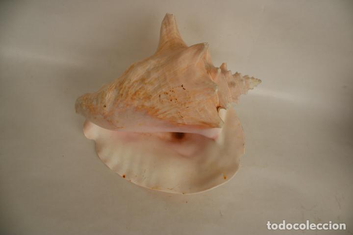 Coleccionismo de moluscos: caracola marina - Foto 5