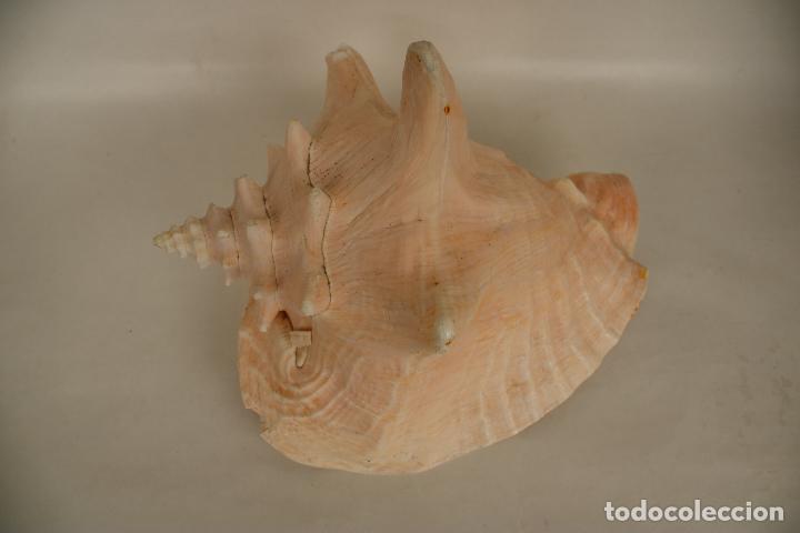 Coleccionismo de moluscos: caracola marina - Foto 1