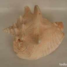 Coleccionismo de moluscos: CARACOLA MARINA. Lote 363819620