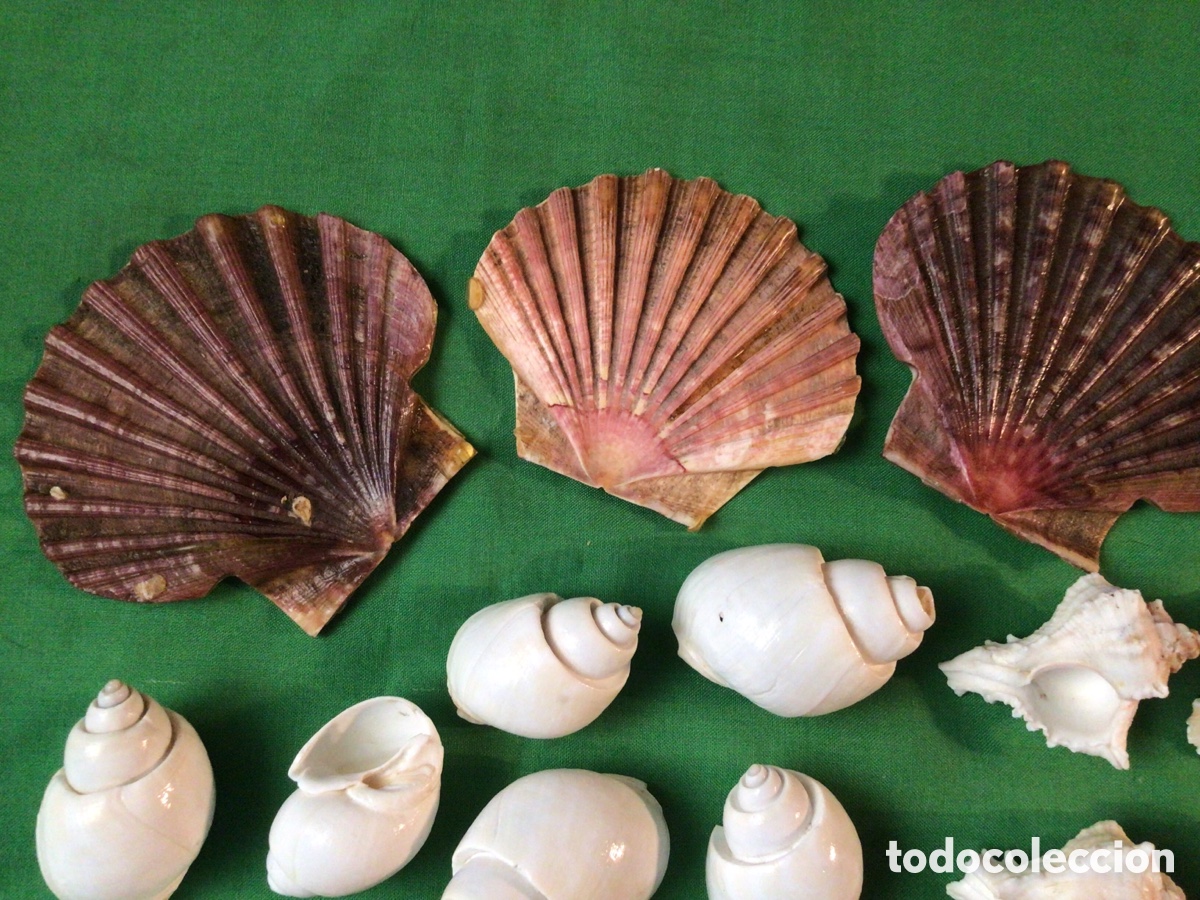 Coleccionismo de moluscos: COLECCI&Oacute;N DE 35 CARACOLAS Y CONCHAS MARINAS - Foto 2