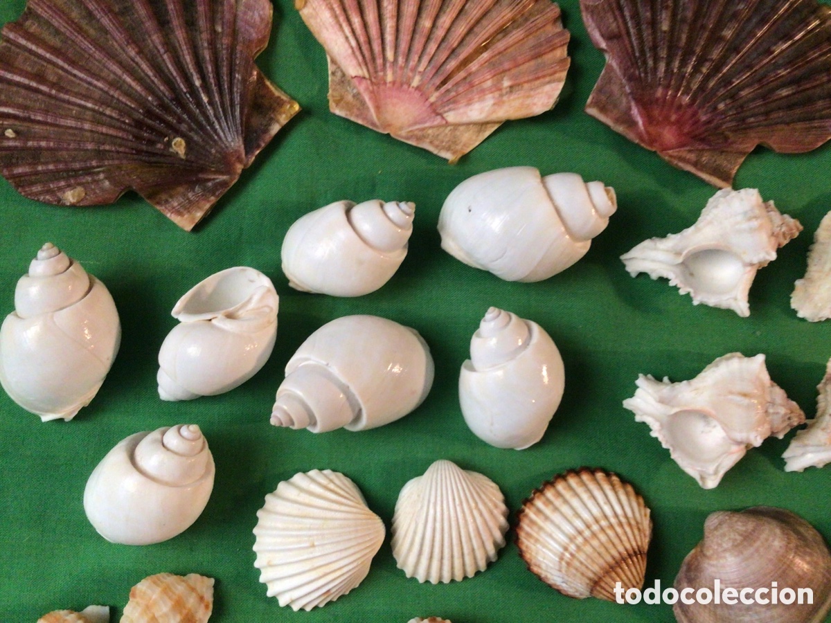 Coleccionismo de moluscos: COLECCI&Oacute;N DE 35 CARACOLAS Y CONCHAS MARINAS - Foto 3