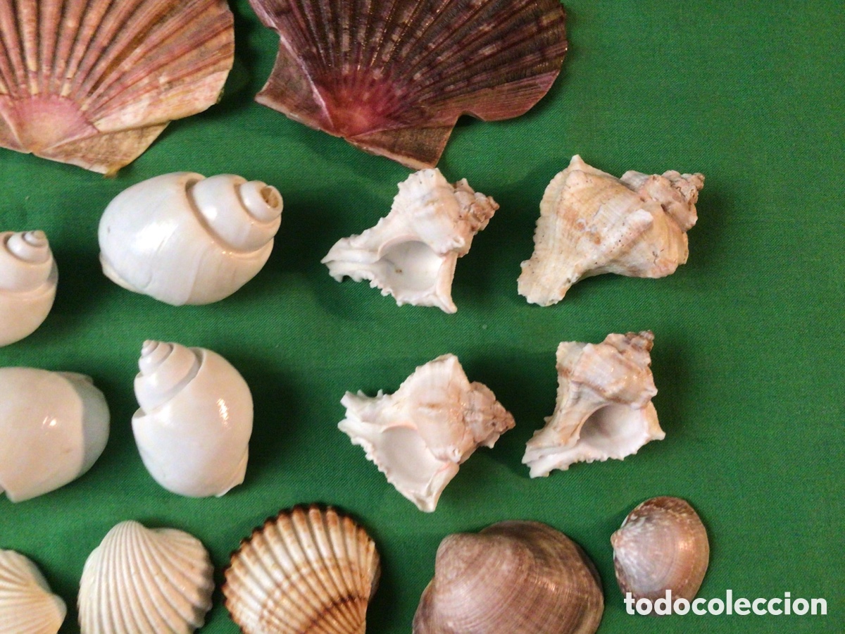 Coleccionismo de moluscos: COLECCI&Oacute;N DE 35 CARACOLAS Y CONCHAS MARINAS - Foto 4