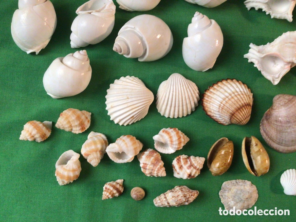 Coleccionismo de moluscos: COLECCI&Oacute;N DE 35 CARACOLAS Y CONCHAS MARINAS - Foto 5