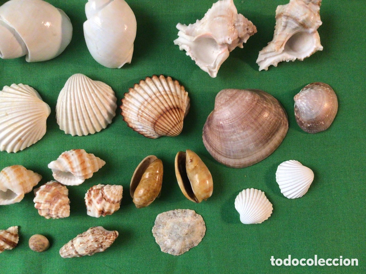 Coleccionismo de moluscos: COLECCI&Oacute;N DE 35 CARACOLAS Y CONCHAS MARINAS - Foto 6