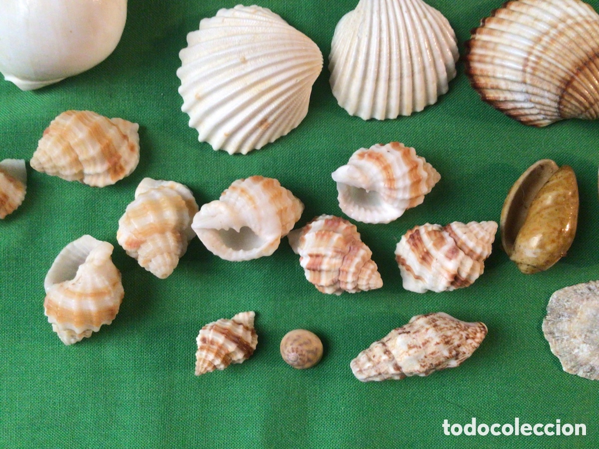 Coleccionismo de moluscos: COLECCI&Oacute;N DE 35 CARACOLAS Y CONCHAS MARINAS - Foto 7