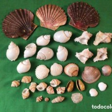 Coleccionismo de moluscos: COLECCIÓN DE 35 CARACOLAS Y CONCHAS MARINAS. Lote 364456036