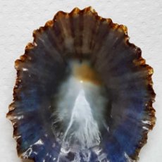Coleccionismo de moluscos: L4515 PATELLA CRENATA 48.60 MM TENERIFE , CANARY ISLANDS. Lote 364971631