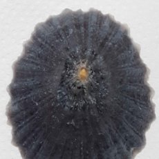 Coleccionismo de moluscos: L4564 PATELLA CRENATA 53.80 MM TENERIFE , CANARY ISLANDS. Lote 365009501