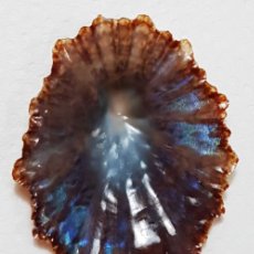 Coleccionismo de moluscos: L4568 PATELLA CRENATA 40.10 MM TENERIFE , CANARY ISLANDS. Lote 365010366
