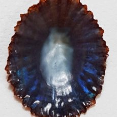 Coleccionismo de moluscos: L4574 PATELLA CRENATA 50.20 MM TENERIFE , CANARY ISLANDS. Lote 365011701