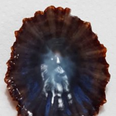 Coleccionismo de moluscos: L4576 PATELLA CRENATA 41.60 MM TENERIFE , CANARY ISLANDS. Lote 365011771