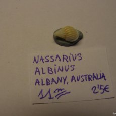 Coleccionismo de moluscos: CARACOL SNAIL SHELL NASSARIUS ALBINUS. AUSTRALIA.. Lote 366199476