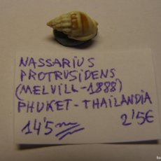 Coleccionismo de moluscos: CARACOL SNAIL SHELL NASSARIUS PROTRUSIDENS. THAILANDIA.. Lote 366201471