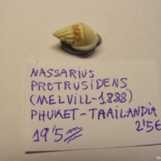 Coleccionismo de moluscos: CARACOL SNAIL SHELL NASSARIUS PROTRUSIDENS. THAILANDIA.. Lote 366201606