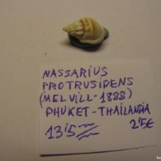 Coleccionismo de moluscos: CARACOL SNAIL SHELL NASSARIUS PROTRUSIDENS. THAILANDIA.. Lote 366201756