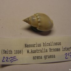 Coleccionismo de moluscos: CARACOL SNAIL SHELL NASSARIUS BICALLOSUS. AUSTRALIA.. Lote 366231561