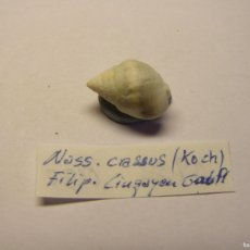 Coleccionismo de moluscos: CARACOL SNAIL SHELL NASSARIUS CRASSUS. FILIPINAS.. Lote 366232316