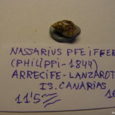 Coleccionismo de moluscos: CARACOL SNAIL SHELL NASSARIUS PFEIFFERI. CANARIAS.. Lote 366233171
