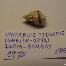 Coleccionismo de moluscos: CARACOL SNAIL SHELL NASSARIUS STOLATUS. INDIA.. Lote 366233816