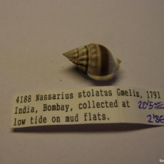 Coleccionismo de moluscos: CARACOL SNAIL SHELL NASSARIUS STOLATUS. INDIA.. Lote 366234256