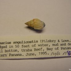 Coleccionismo de moluscos: CARACOL SNAIL SHELL NASSARIUS ANGULICOSTIS. PANAMA.. Lote 366235016