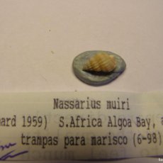 Coleccionismo de moluscos: CARACOL SNAIL SHELL NASSARIUS MUIRI. SUDÁFRICA. Lote 366236381