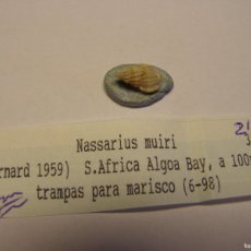 Coleccionismo de moluscos: CARACOL SNAIL SHELL NASSARIUS MUIRI. SUDÁFRICA. Lote 366236636