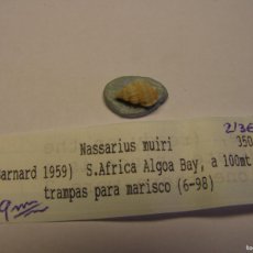 Coleccionismo de moluscos: CARACOL SNAIL SHELL NASSARIUS MUIRI. SUDÁFRICA. Lote 366236936