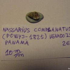 Coleccionismo de moluscos: CARACOL SNAIL SHELL NASSARIUS COMPLANATUS. PANAMA.. Lote 366237571