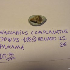 Coleccionismo de moluscos: CARACOL SNAIL SHELL NASSARIUS COMPLANATUS. PANAMA.. Lote 366237736