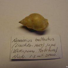Coleccionismo de moluscos: CARACOL SNAIL SHELL NASSARIUS BALTEATUS. JAPÓN.. Lote 366238146