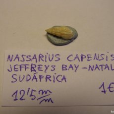 Coleccionismo de moluscos: CARACOL SNAIL SHELL NASSARIUS CAPENSIS. SUDAFRICA.. Lote 366238496