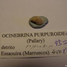 Coleccionismo de moluscos: CARACOL SNAIL SHELL OCINEBRINA PURPUROIDEA. MARRUECOS... Lote 366238971
