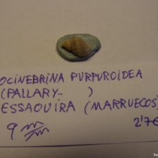 Coleccionismo de moluscos: CARACOL SNAIL SHELL OCINEBRINA PURPUROIDEA. MARRUECOS... Lote 366239291