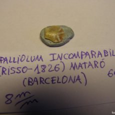 Coleccionismo de moluscos: CARACOL SHELL PALLIOLUM INCOMPARABILE. BARCELONA.. Lote 366240211