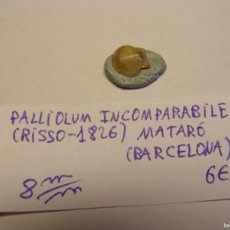 Coleccionismo de moluscos: CARACOL SHELL PALLIOLUM INCOMPARABILE. BARCELONA.. Lote 366240526