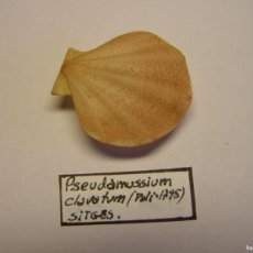 Coleccionismo de moluscos: CARACOL SHELL PSEUDAMUSSIUM CLAVATUM. SITGES, BARCELONA.. Lote 366240906