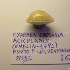Coleccionismo de moluscos: CARACOL SNAIL SHELL CYPRAEA EROSARIA ACICULARIS. VENEZUELA.. Lote 366243721