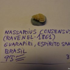 Coleccionismo de moluscos: CARACOL SNAIL SHELL NASSARIUS CONSENSUS. BRASIL.. Lote 366243851