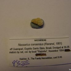Coleccionismo de moluscos: CARACOL SNAIL SHELL NASSARIUS CONSENSUS. BRASIL.. Lote 366243931