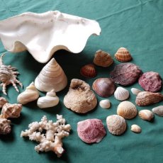 Coleccionismo de moluscos: CONCHAS Y CARACOLES