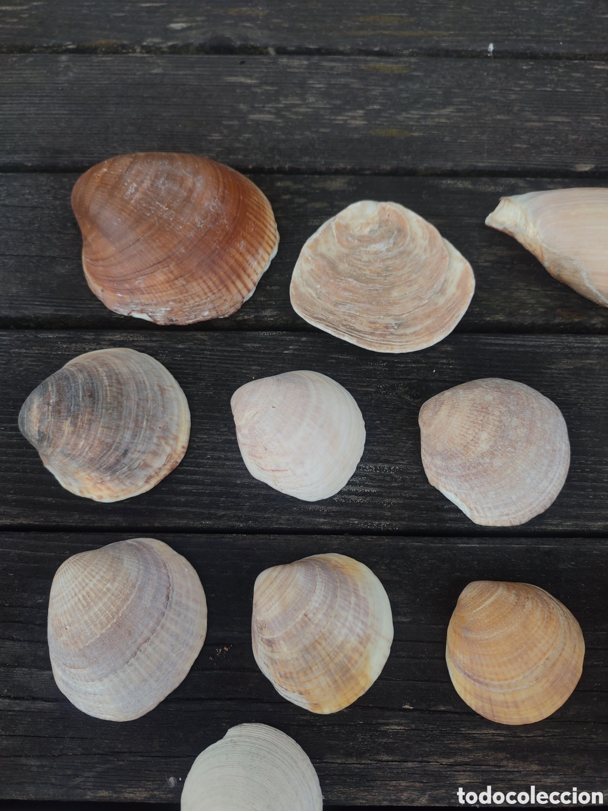 Coleccionismo de moluscos: LOTE DE CONCHAS Y CARACOLAS MARINAS. - Foto 2