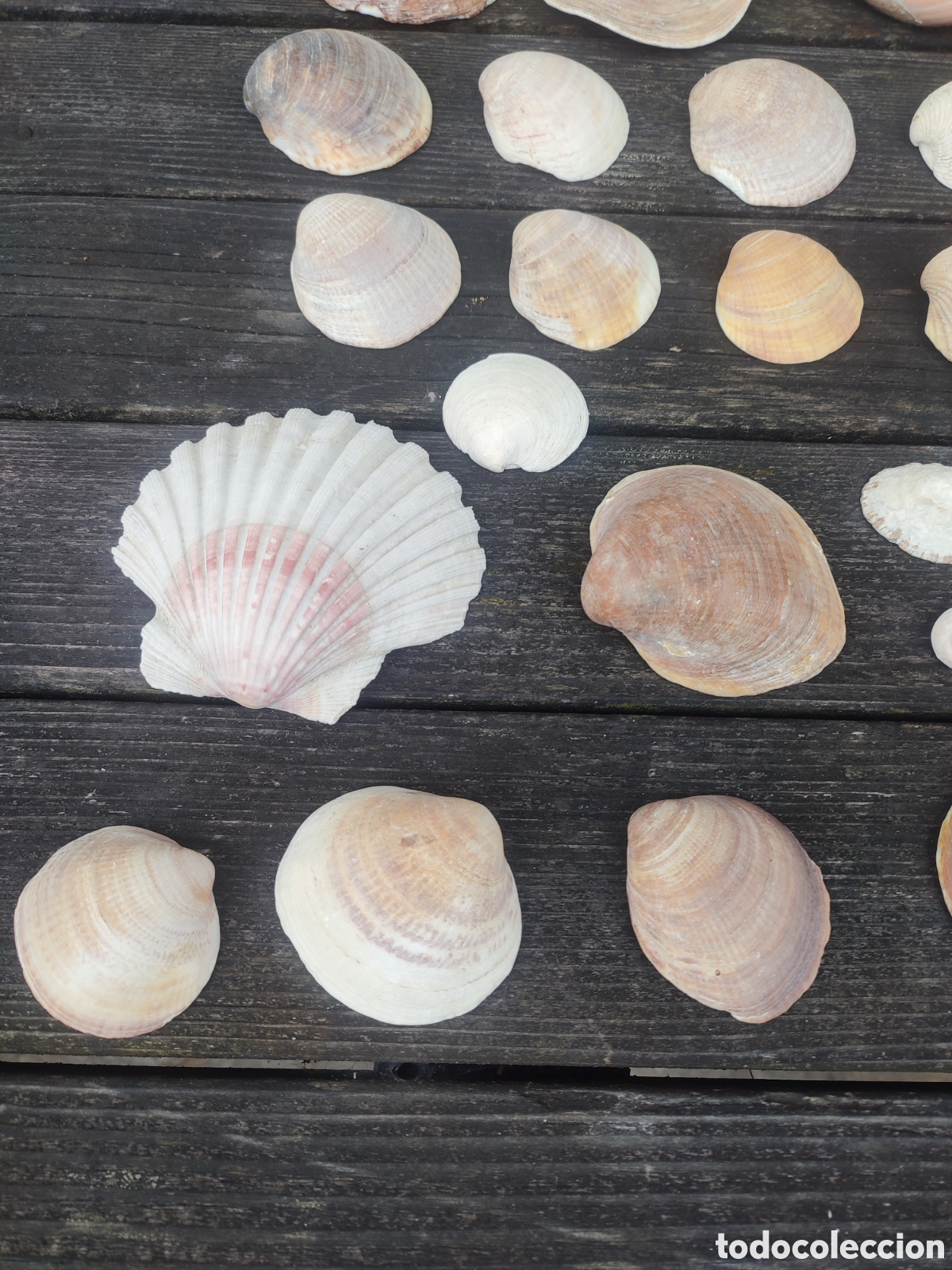 Coleccionismo de moluscos: LOTE DE CONCHAS Y CARACOLAS MARINAS. - Foto 3