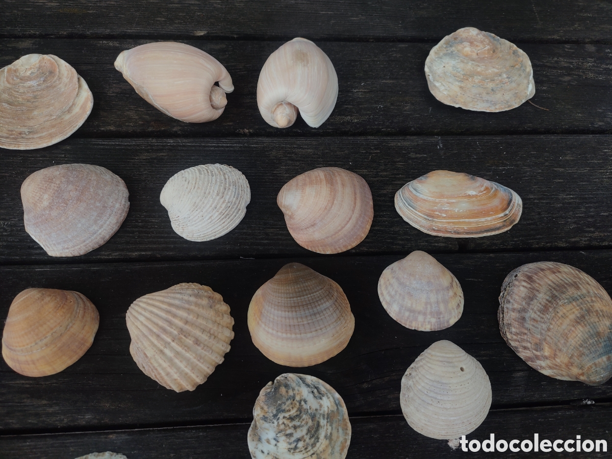 Coleccionismo de moluscos: LOTE DE CONCHAS Y CARACOLAS MARINAS. - Foto 4